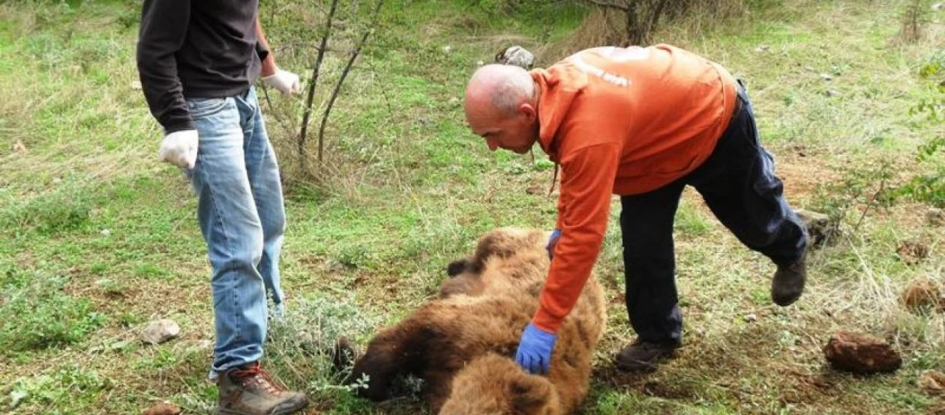 Κοζάνη: Συγκλονιστική διάσωση αρκούδας - Είχε πιαστεί σε παγίδα λαθροκυνηγών (βίντεο)